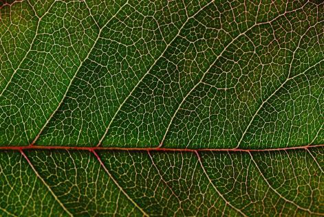 close-up-green-leaf-159062