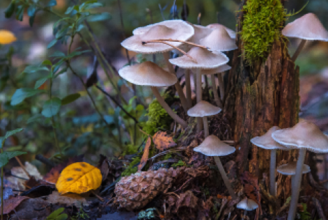 About us tree roots image mushroom on wood