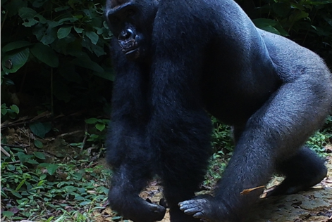 gorilla2