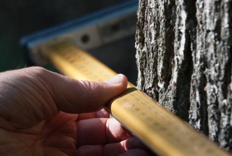 DBHmeasurement (c)FSC Germany_Stefan Lechner 