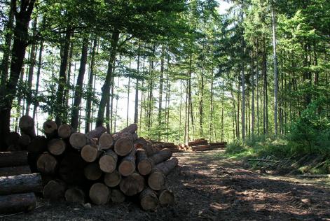 logs