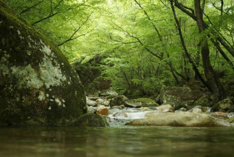 Riparian forest