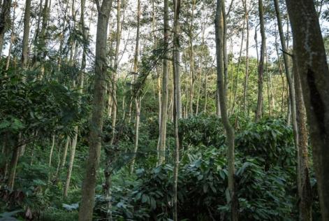 Forest photo