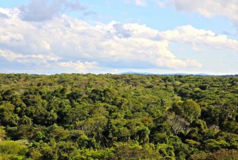 Forest and Sky