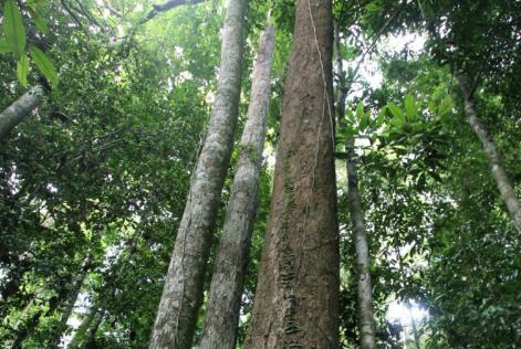Trees