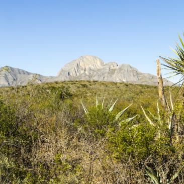 Mexico shrubland