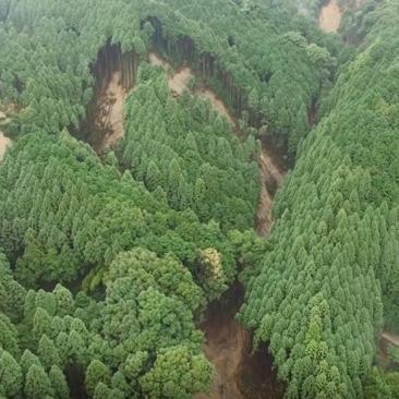2017年九州北部豪雨で発生した表層崩壊群 （福岡県朝倉市）
